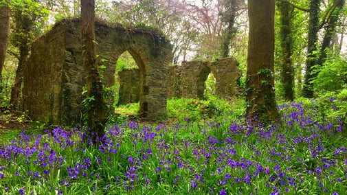 Bluebells carpet the floor around the Folly